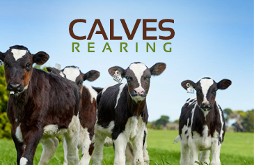 دورة Calves Rearing