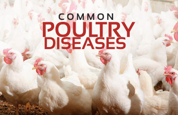 دورة Common Poultry  Diseases
