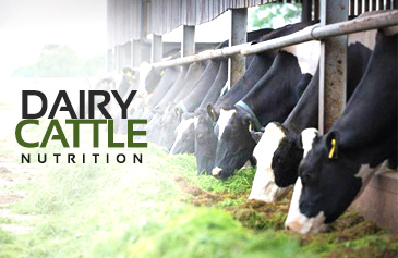 دورة Dairy Cattle Nutrition