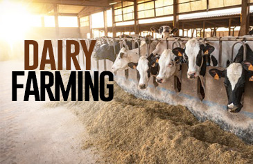 دورة Dairy Farming