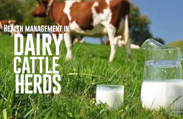 دورة Health management in Dairy Cattle Herds