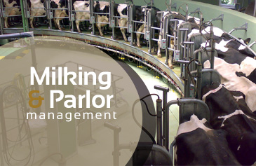 دورة Milking & Parlor management