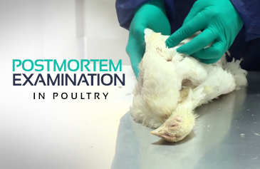 دورة Postmortem Examination In Poultry