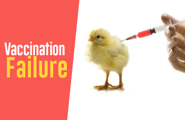 دورة Vaccination Failure